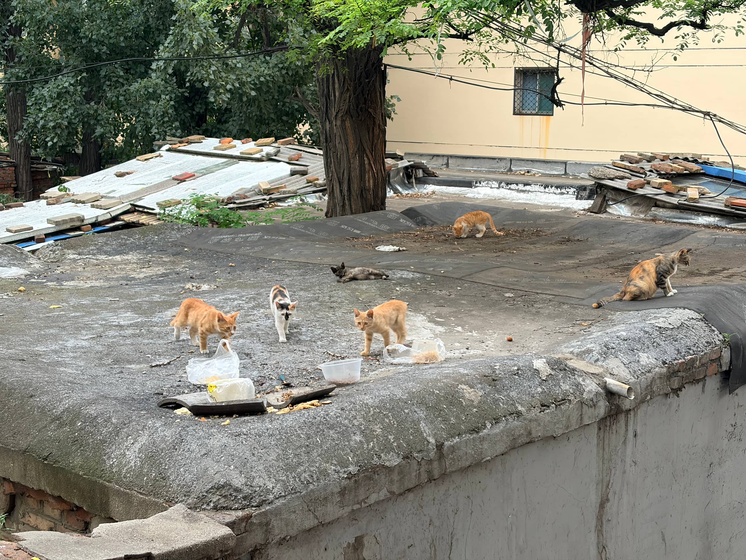 老家某处,脏脏的房顶,猫咪栖息地