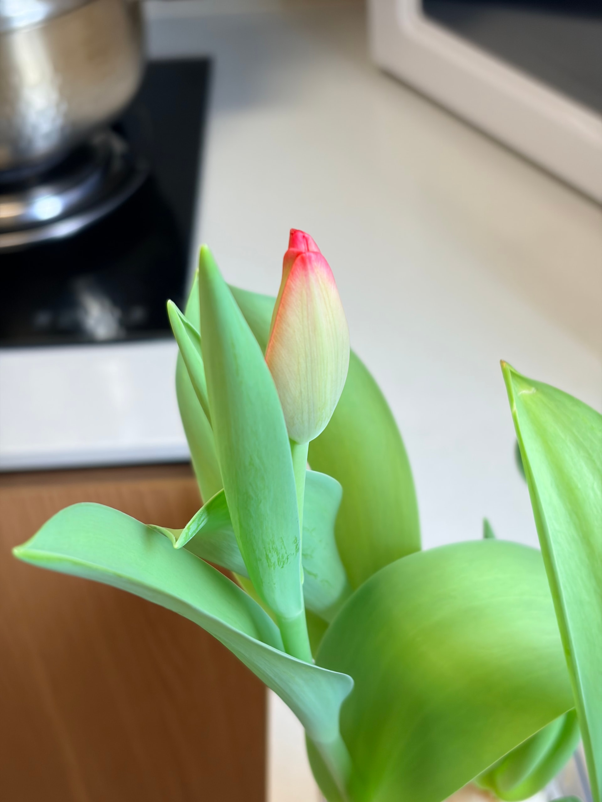 花骨朵露了一点红尖尖