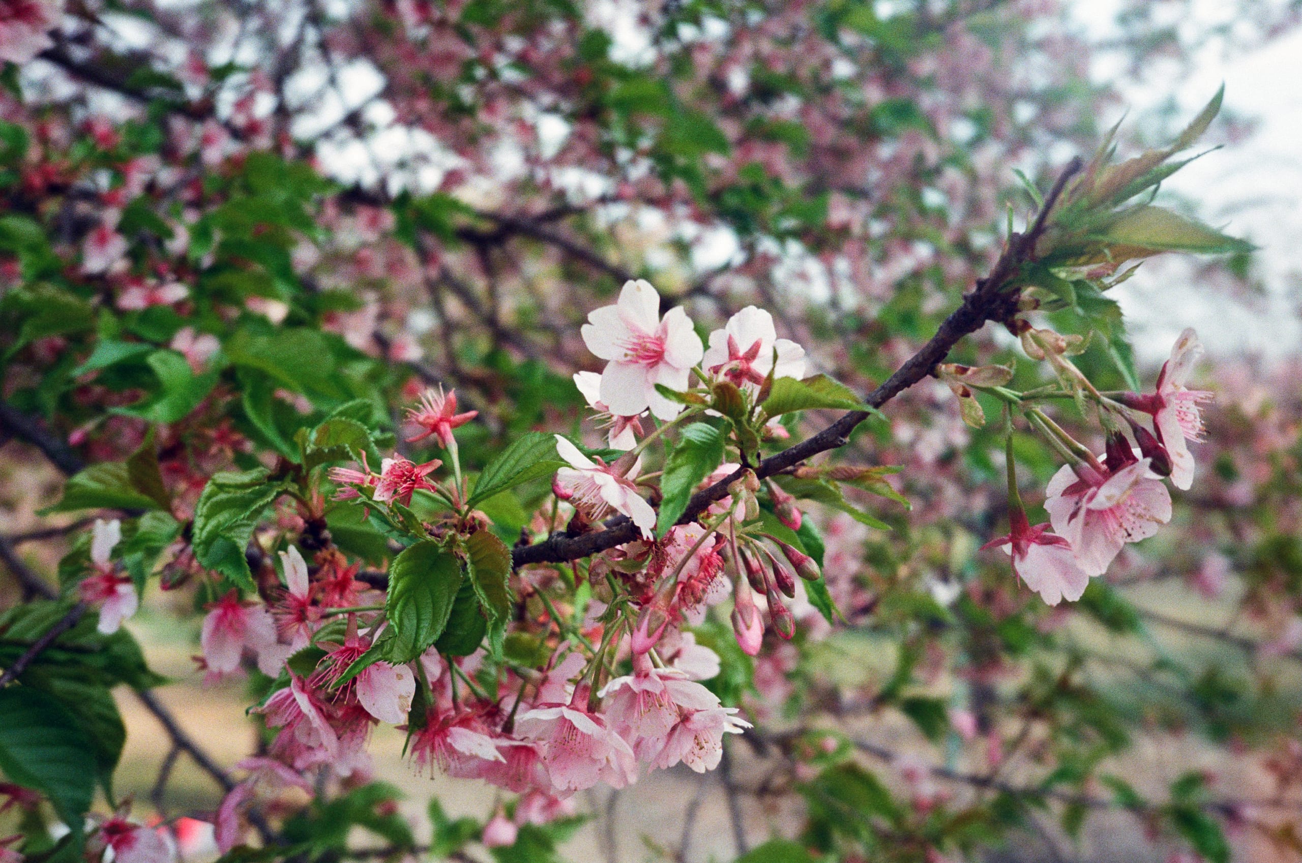 胶片中的樱花枝头